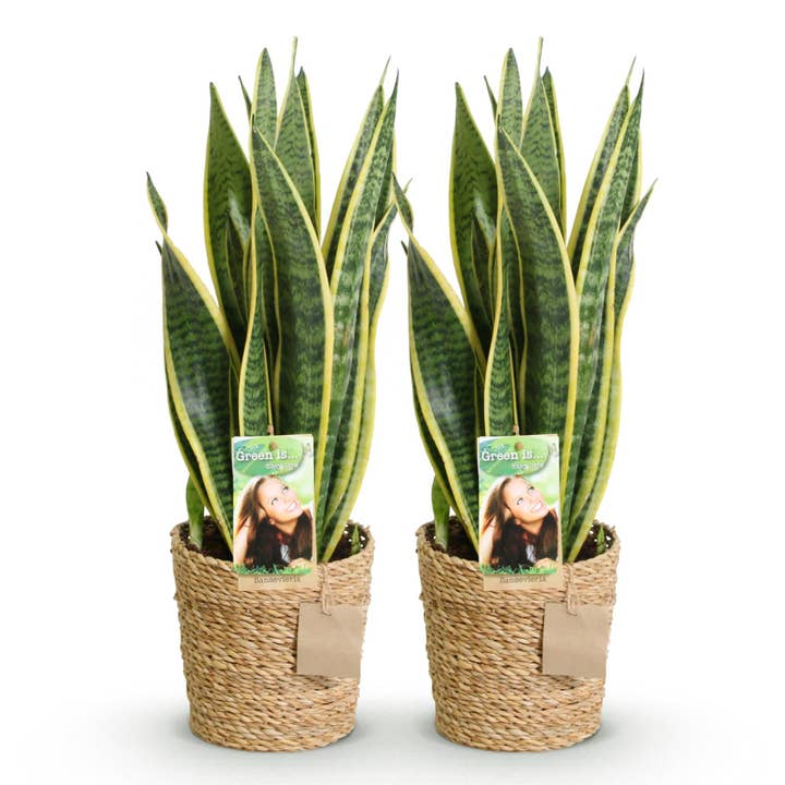 Sansevieria Laurentii – Duas espadas-de-são-jorge fáceis de cuidar em cesto decorativo – 17cm – Altura 60-70cm – Plantas de interior verde-amarelas – Plantas robustas purificadoras de ar por atacado de Oasis of Life
