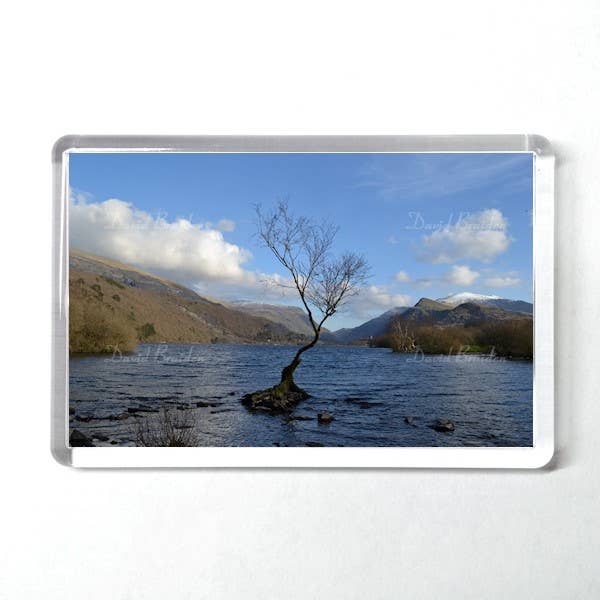 The Lone Tree 1 Magnet for wholesale by David B Pix