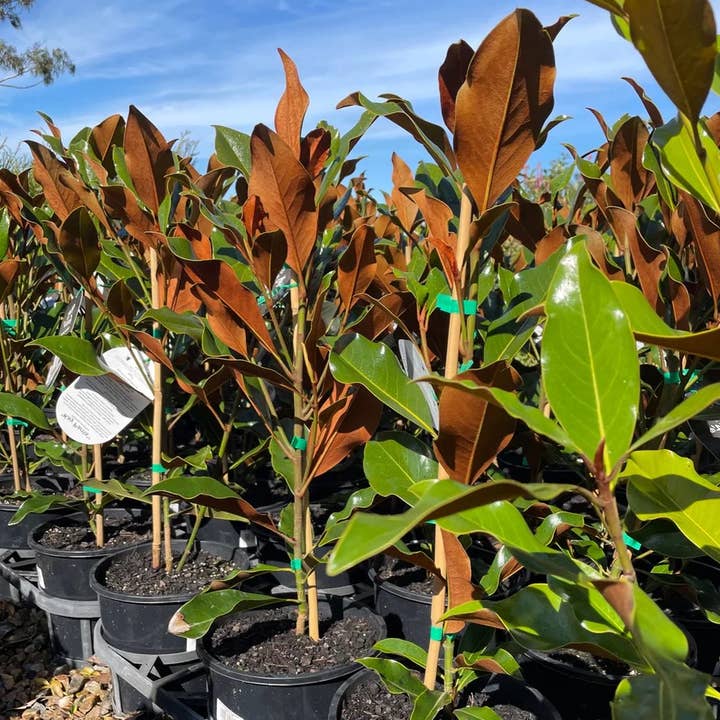 GardenPerspective - Wholesale Live Plant - 8 Southern Magnolia Live Tree Fragrant Flower Kay Parris