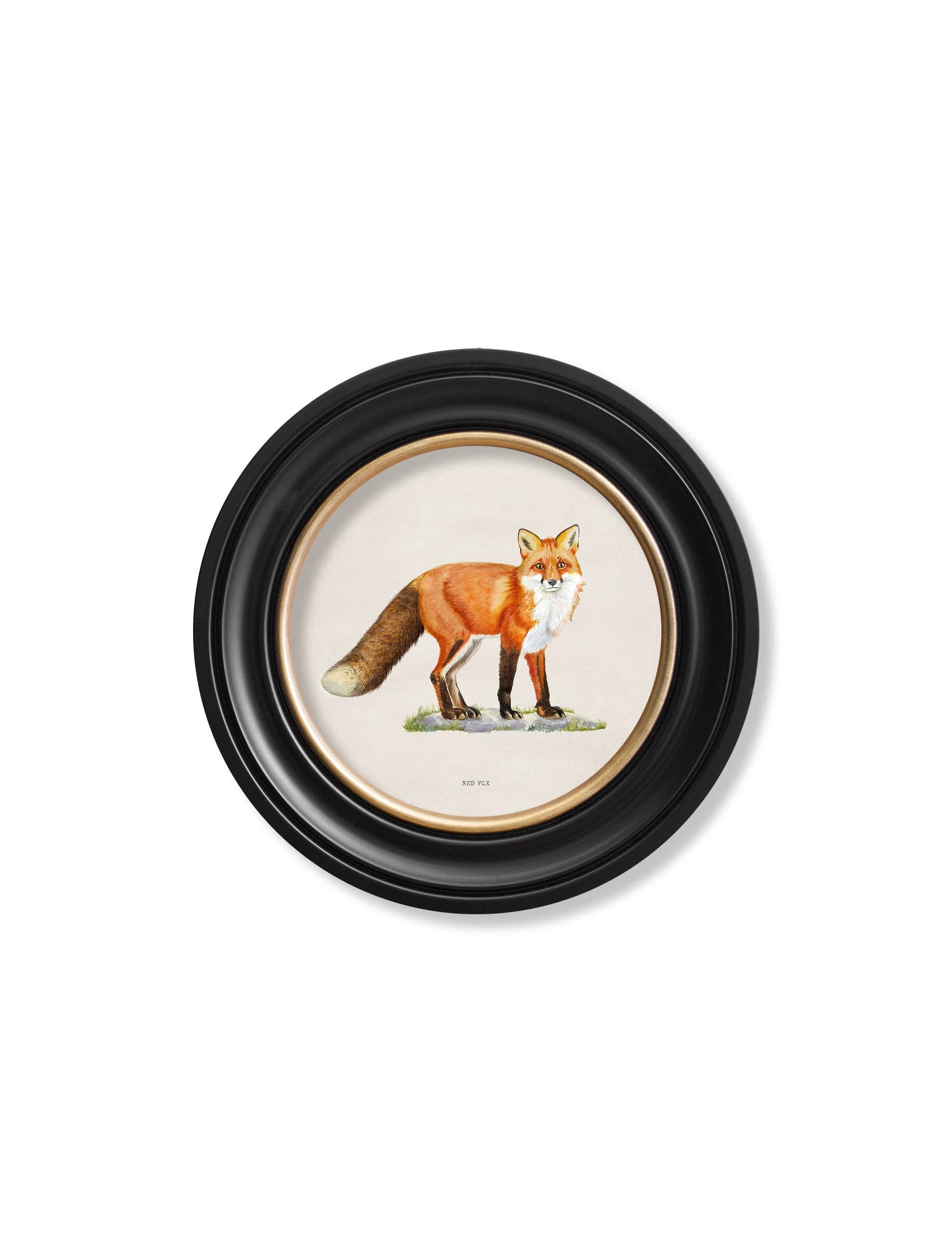 T A Interiors Wall Art & Mirrors – wholesale Art print – Red Fox - Round Frame0