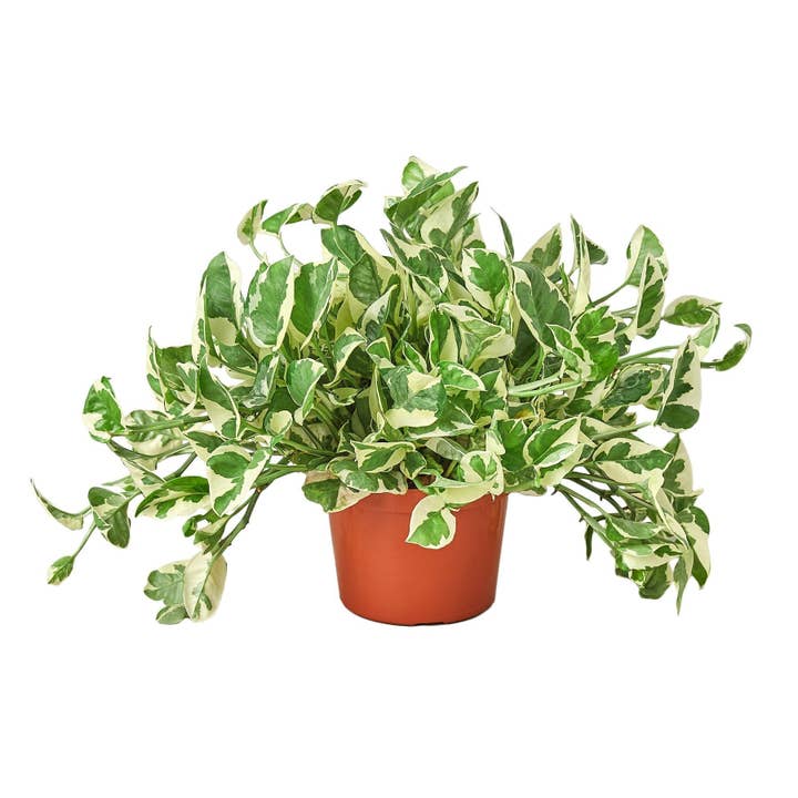 House Plant Wholesale WEST - Wholesale Live Plant - Pothos 'N'joy' Devil's Ivy Live Plant