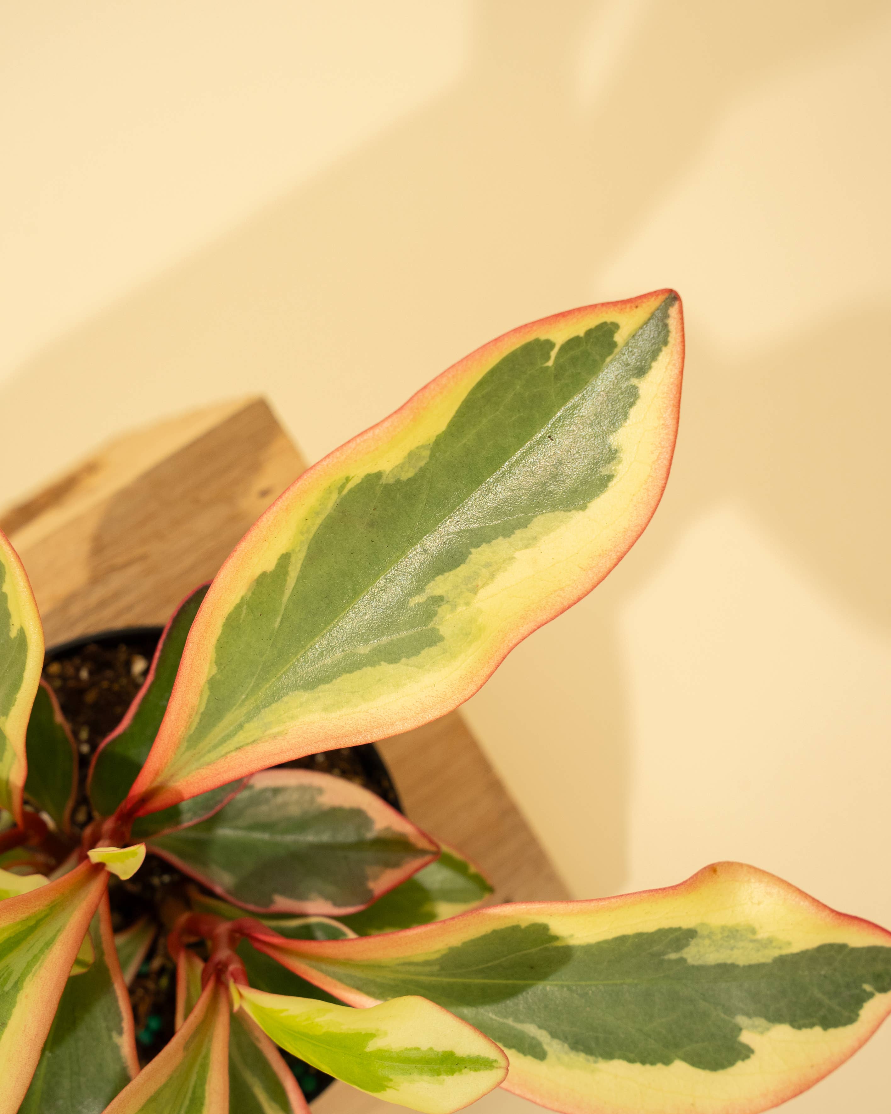 BWH Plant Co - Wholesale Live Plant - 4" Peperomia 'Ginny'3