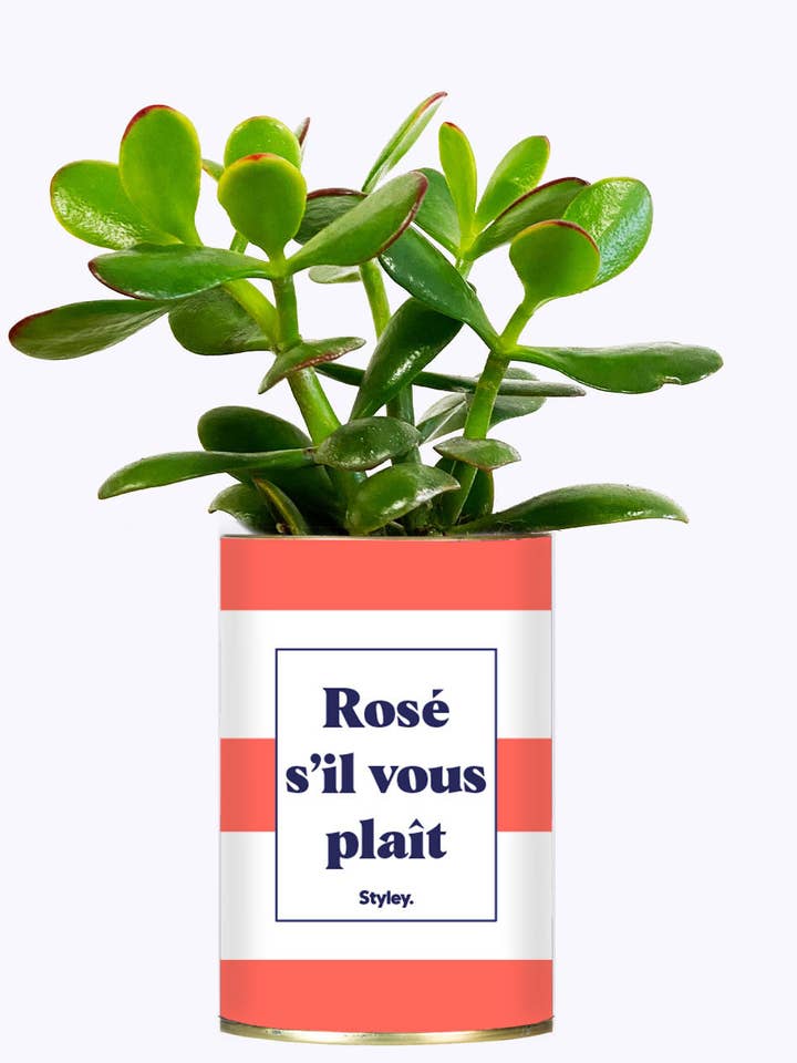 Rosé Snälla - Kaktus för wholesale av Styley