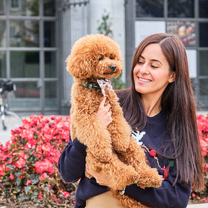 Dukier - Wholesale Pet Collar - Dog - GINGER BREAD DOG COLLAR3