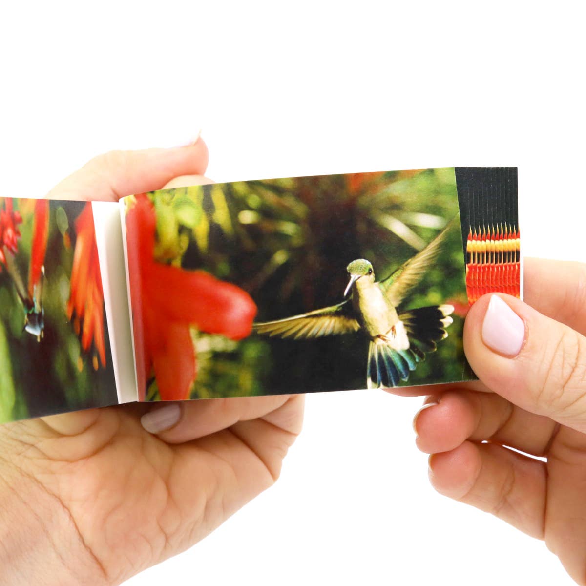 Flipboku – wholesale Visningsbok – Motion in Nature – interaktiv konstbok i set13