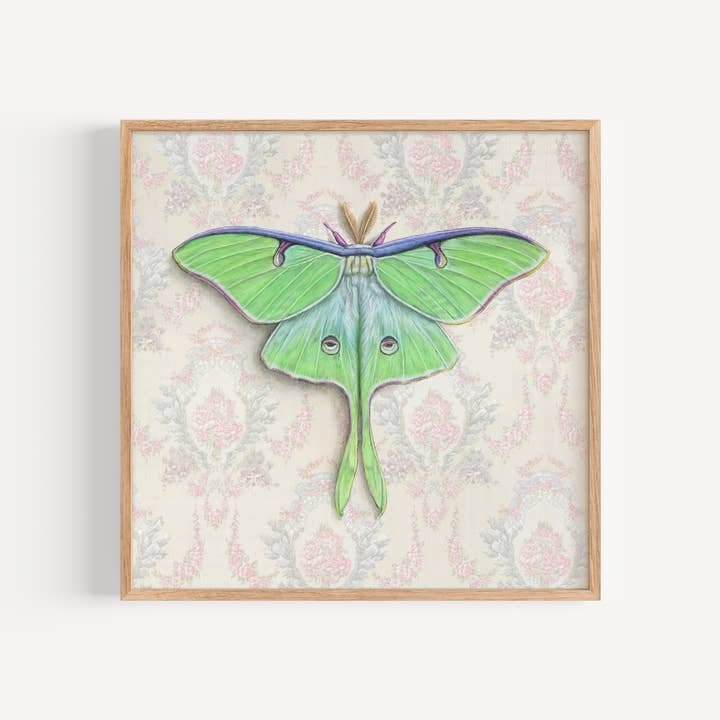 Luna Moth - Fine Art Print - Insect Illustration and other Purchase Wholesale luna moth. Free Returns & Net 60 Terms on Faire trending on Faire.