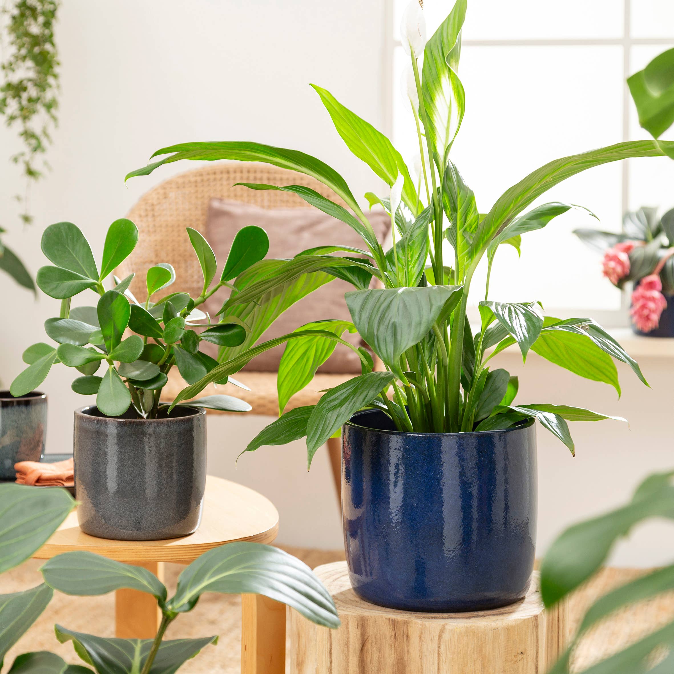 Scheurich – Großhandel Blumentopf – Blumentopf/Übertopf Solido 900 Mystic aus Keramik6