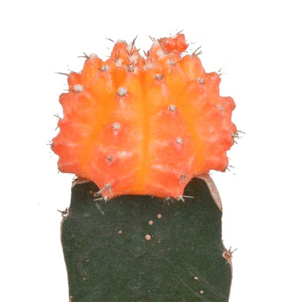 Oasis of Life - Wholesale Succulent - Succulent Mix – Gymnocalycium mihanovichii grafted on Hylocereus – Ø5.5cm – 3 Plants – Colorful Cacti & Euphorbia meloformis variegata – Indoor Plant Set3