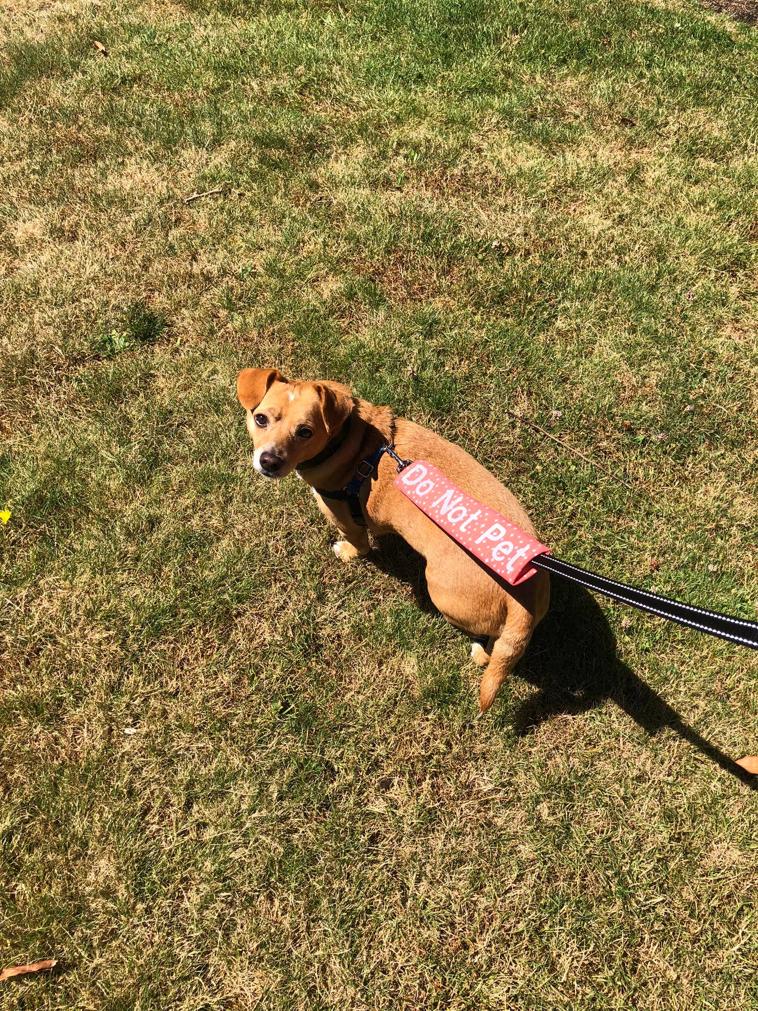 Legit Adorable Pets - Wholesale Pet Leash - Dog - Rainbow stripe Star Leash Wrap2