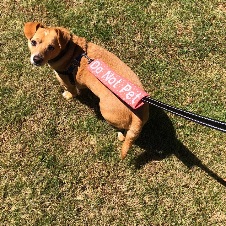 Legit Adorable Pets - Wholesale Pet Leash - Dog - Rainbow stripe Star Leash Wrap2