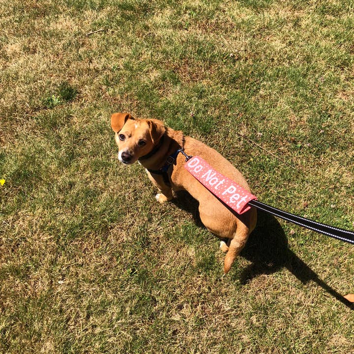 Legit Adorable Pets - Wholesale Pet Leash - Dog - Yellow Leash Wrap1