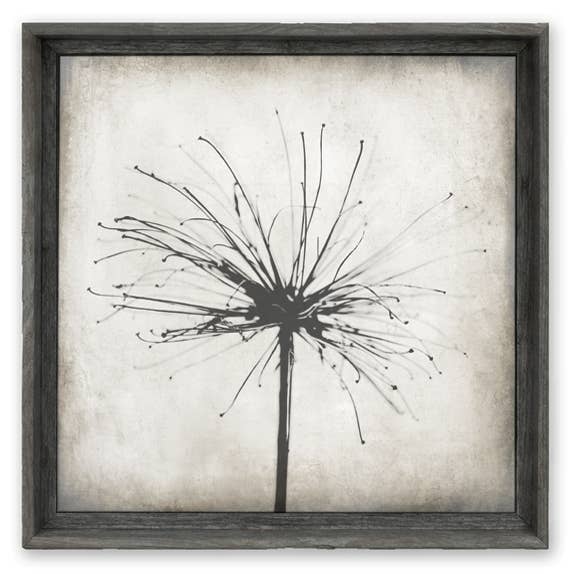 'Natures Firework' Framed Canvas Wall Art for wholesale by Sweet Gumball Inc.