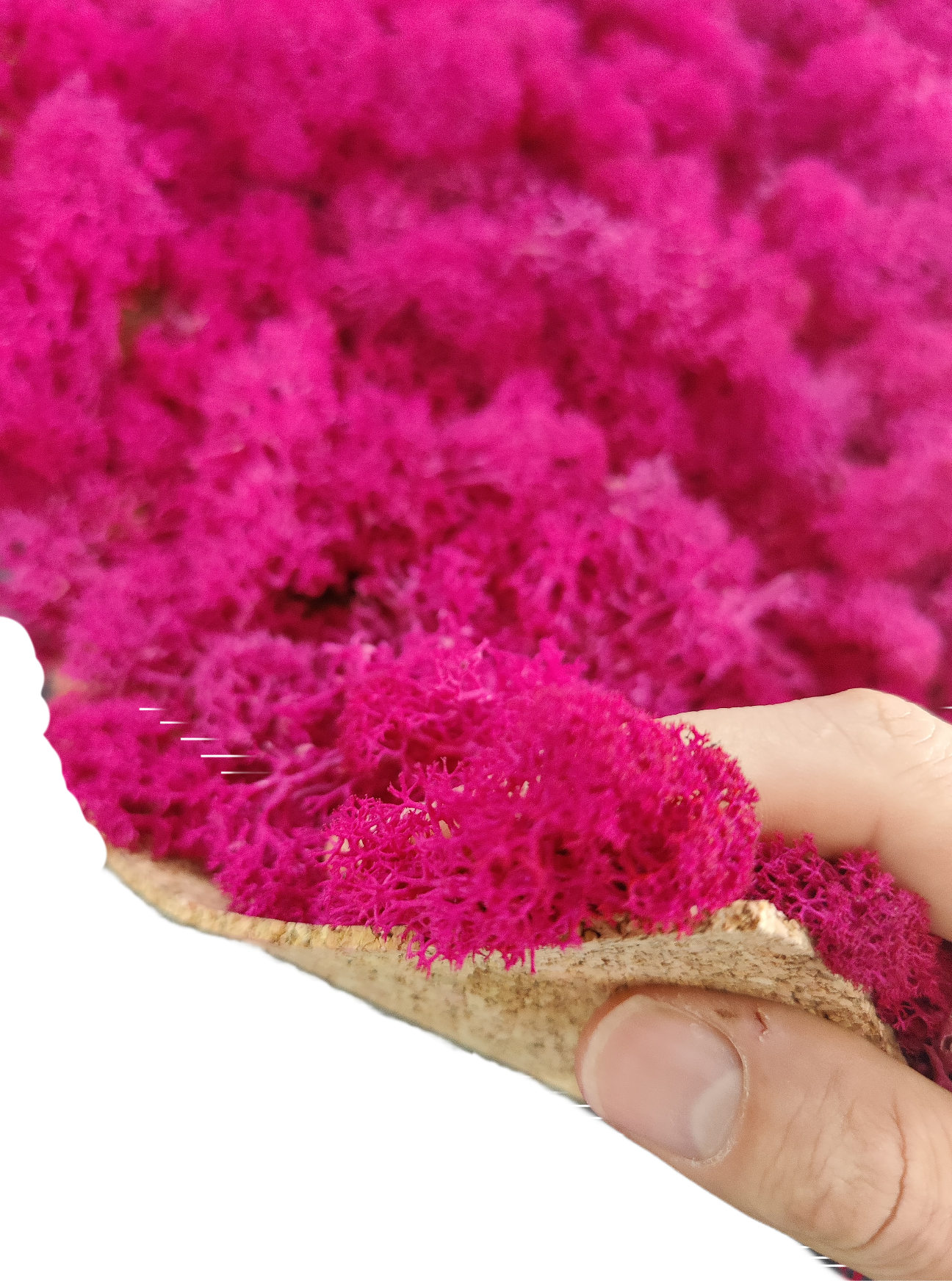 Moss House - Wholesale Decorative Panel - Reindeer Moss Lichen Panel 50x50 cm Fuchsia - MossHouse2