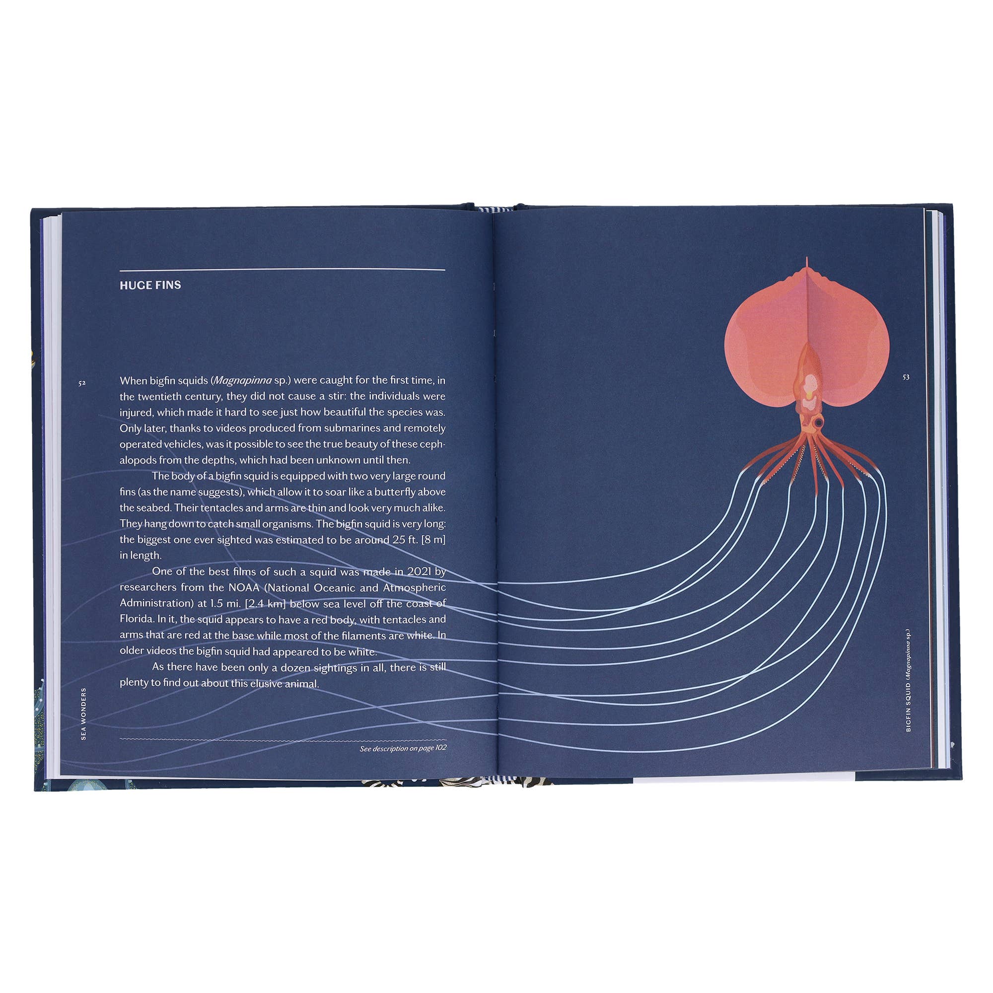 Chronicle Books - Wholesale Nature & Outdoors - Sea Wonders7