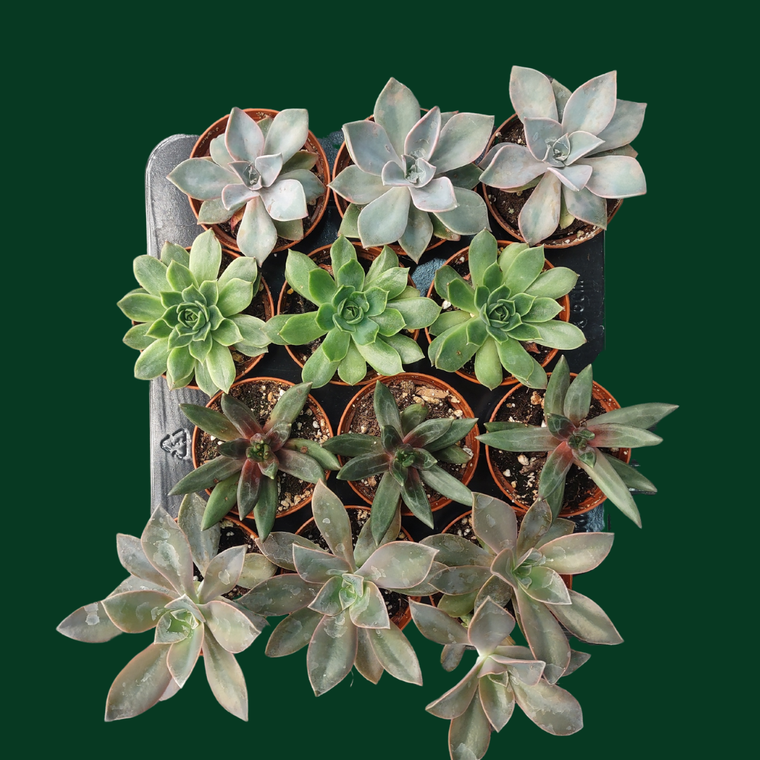 Cactus en ligne – wholesale Succulent – 2.5" Succulent1