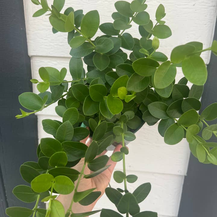 Hoya Cumingiana pour la vente par In Succulent Love