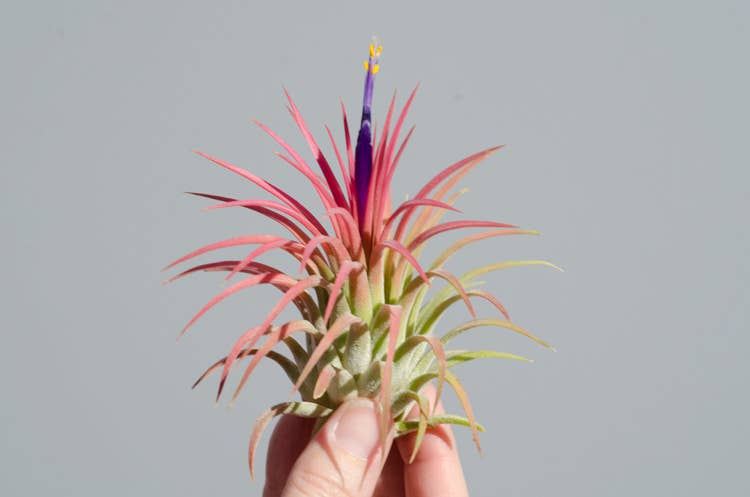 The Artizan Way - Wholesale Live Plant - Tillandsia Ionantha Rubra | Live Air Plant5