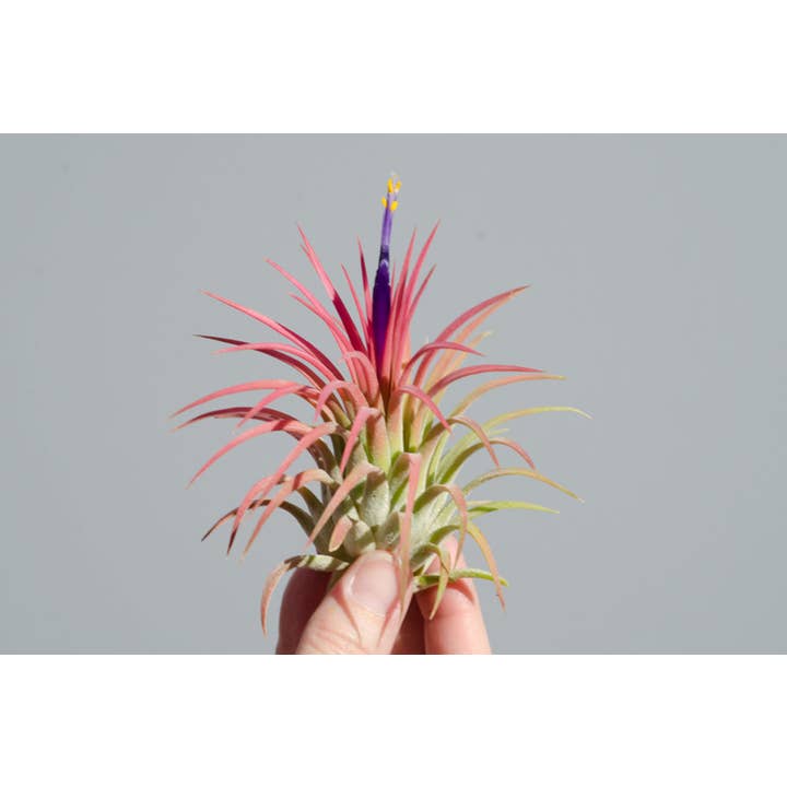 The Artizan Way - Wholesale Live Plant - T. Ionantha Rubra Bulk (12+ Plants) | Live Air Plant 4