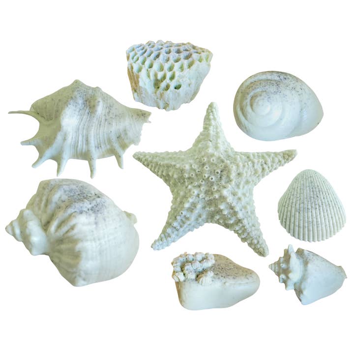 LOT DE 8 SAVONS - Arbre à thé et eucalyptus | Savon Seashell pour la vente par Seashell Soap