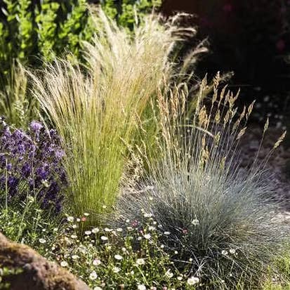 Prydgræs sæt med 3 planter – Flerårige hårdføre stauder – Tørkeresistente havegræsser – Med blomsteraks – Til stenhave, bed, krukke, altan og terrasse for engroshandel hos Oasis of Life