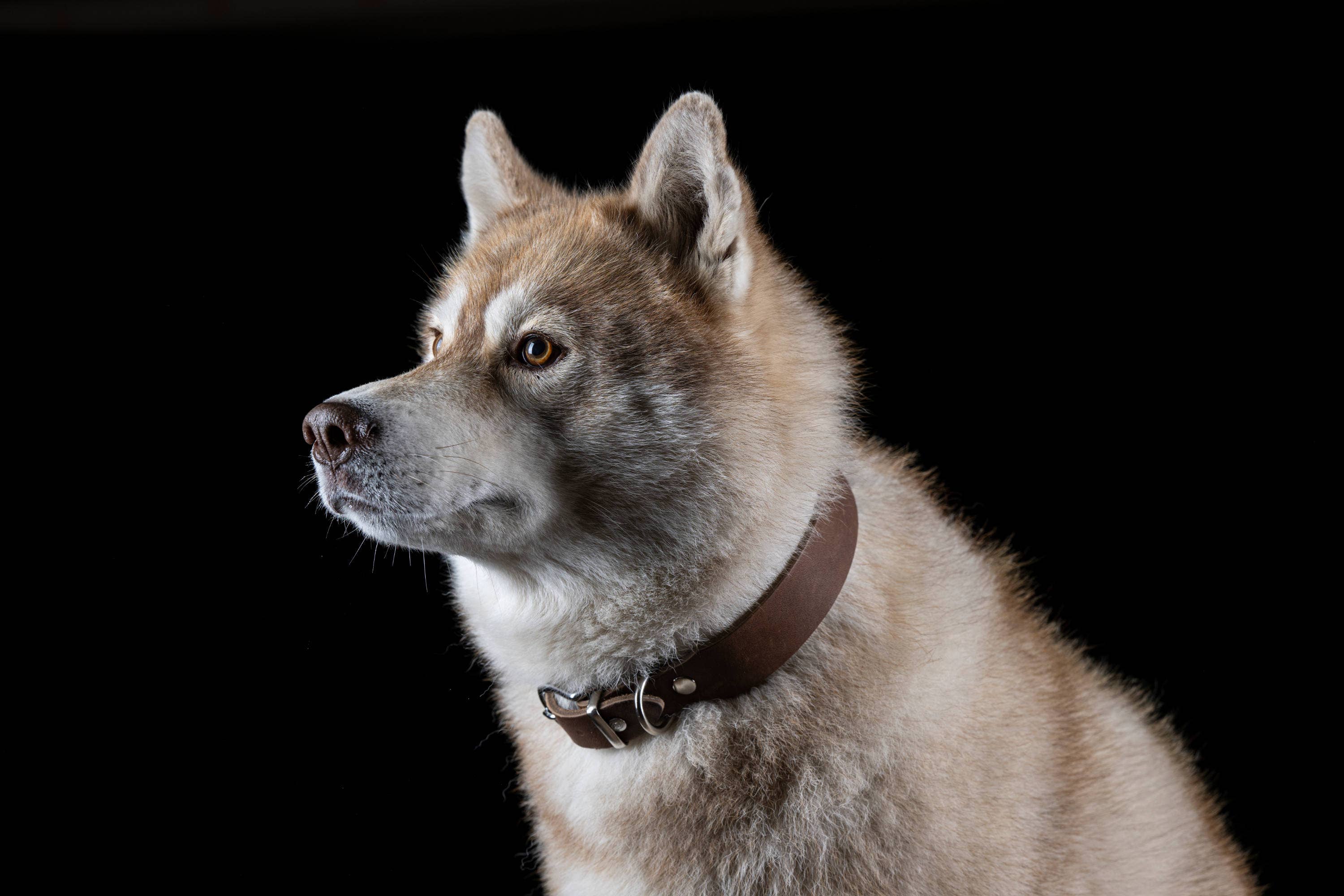 LABONI - Volentis GmbH - Vente Collier – chien - Collier pour chien GIRO en cuir souple à prise ferme7