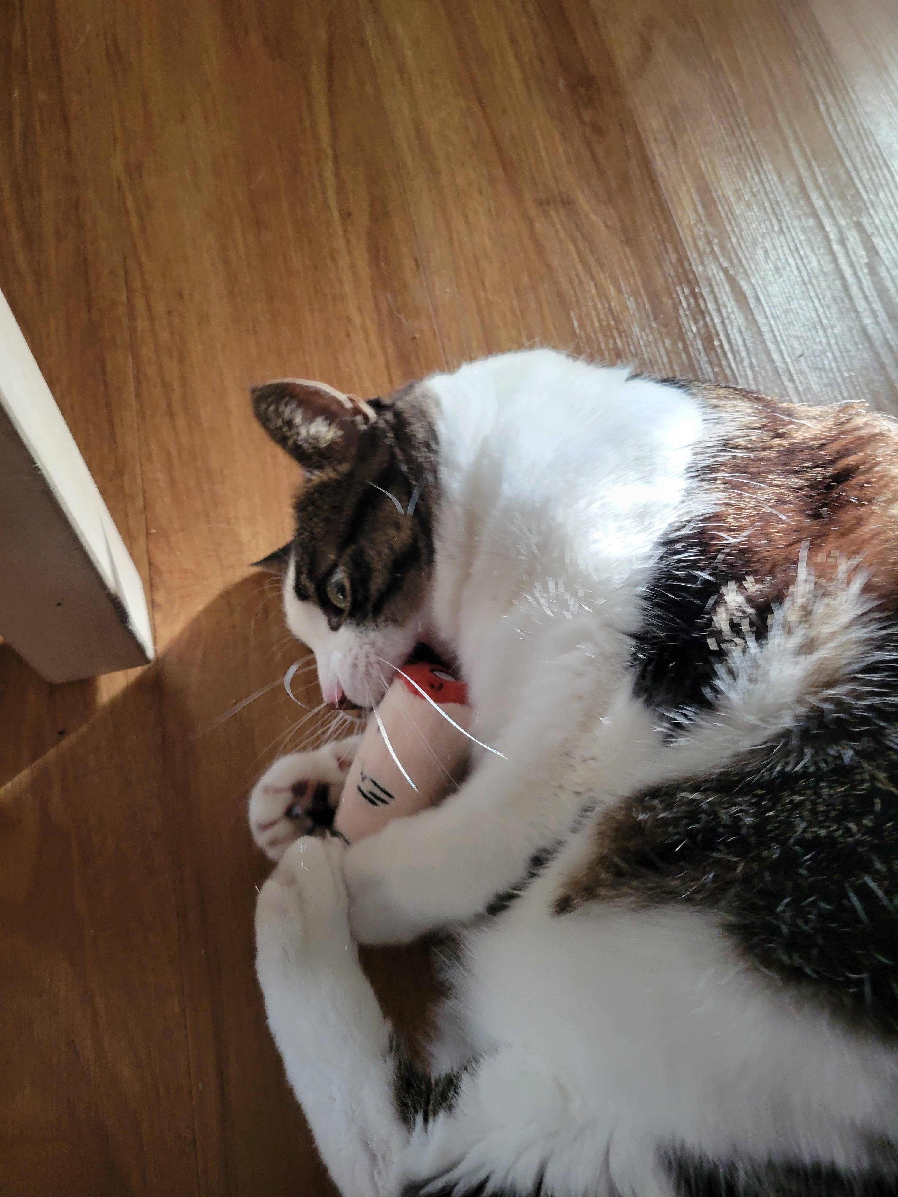 Doris Bizarro – wholesale Pet toy – Cat/dog – Pull my Finger1