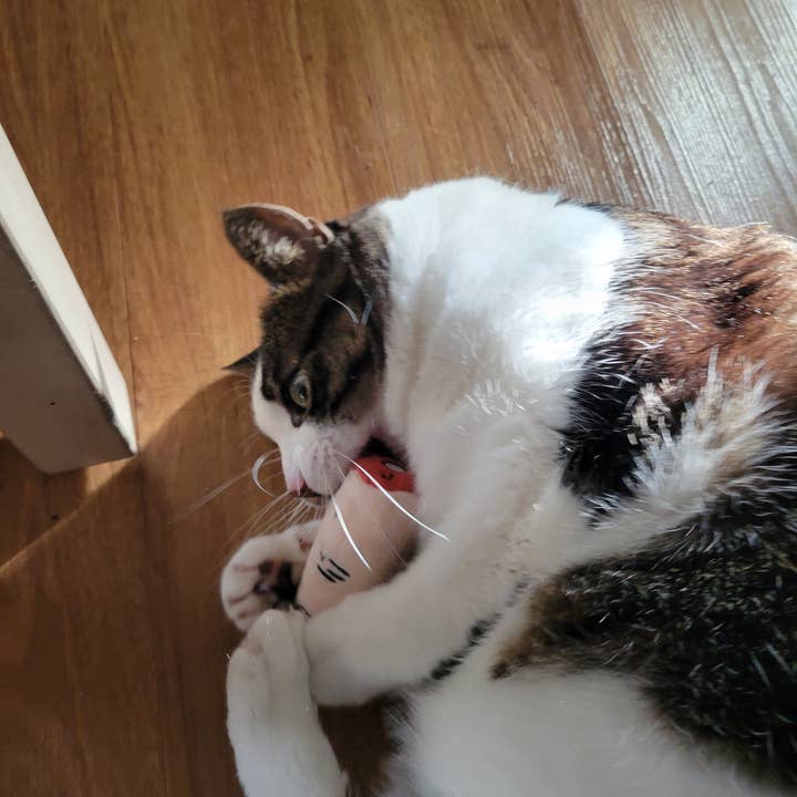 Doris Bizarro – wholesale Pet toy – Cat/dog – Pull my Finger1