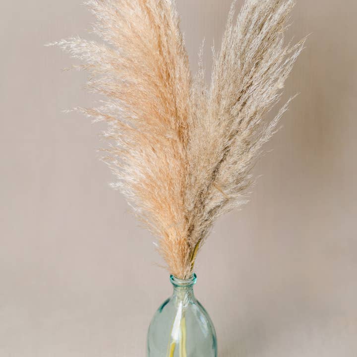 Pampas Grass - 5 pack and other Purchase Wholesale fake pampas grass. Free Returns & Net 60 Terms on Faire trending on Faire.