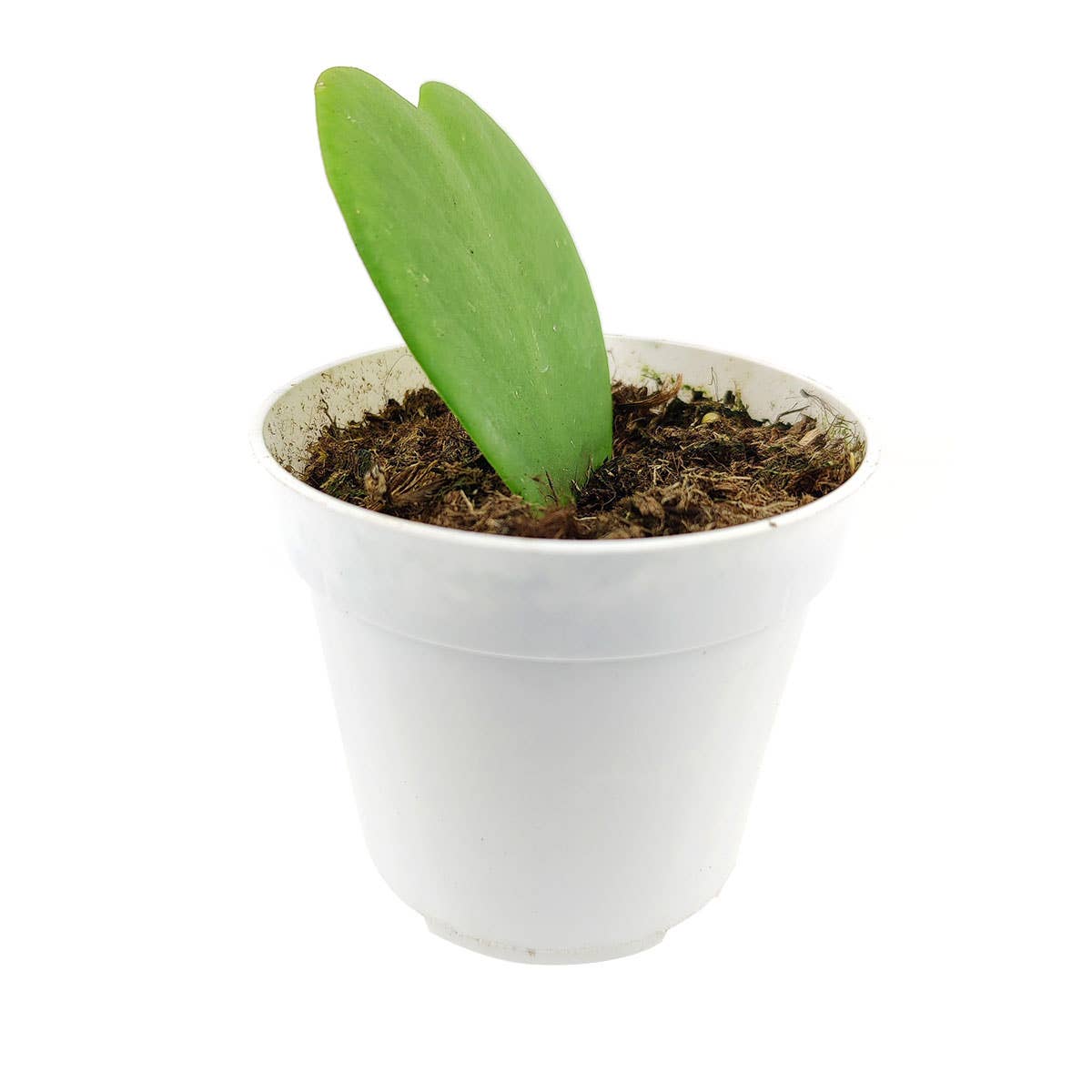 Best Plant Friend - Wholesale Live Plant - Hoya Kerrii Heart - Heart Shaped Houseplants - 2/4 inch Pot3