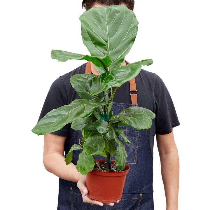 House Plant Wholesale WEST - Wholesale Live Plant - Ficus Lyrata 'Fiddle Leaf Fig'