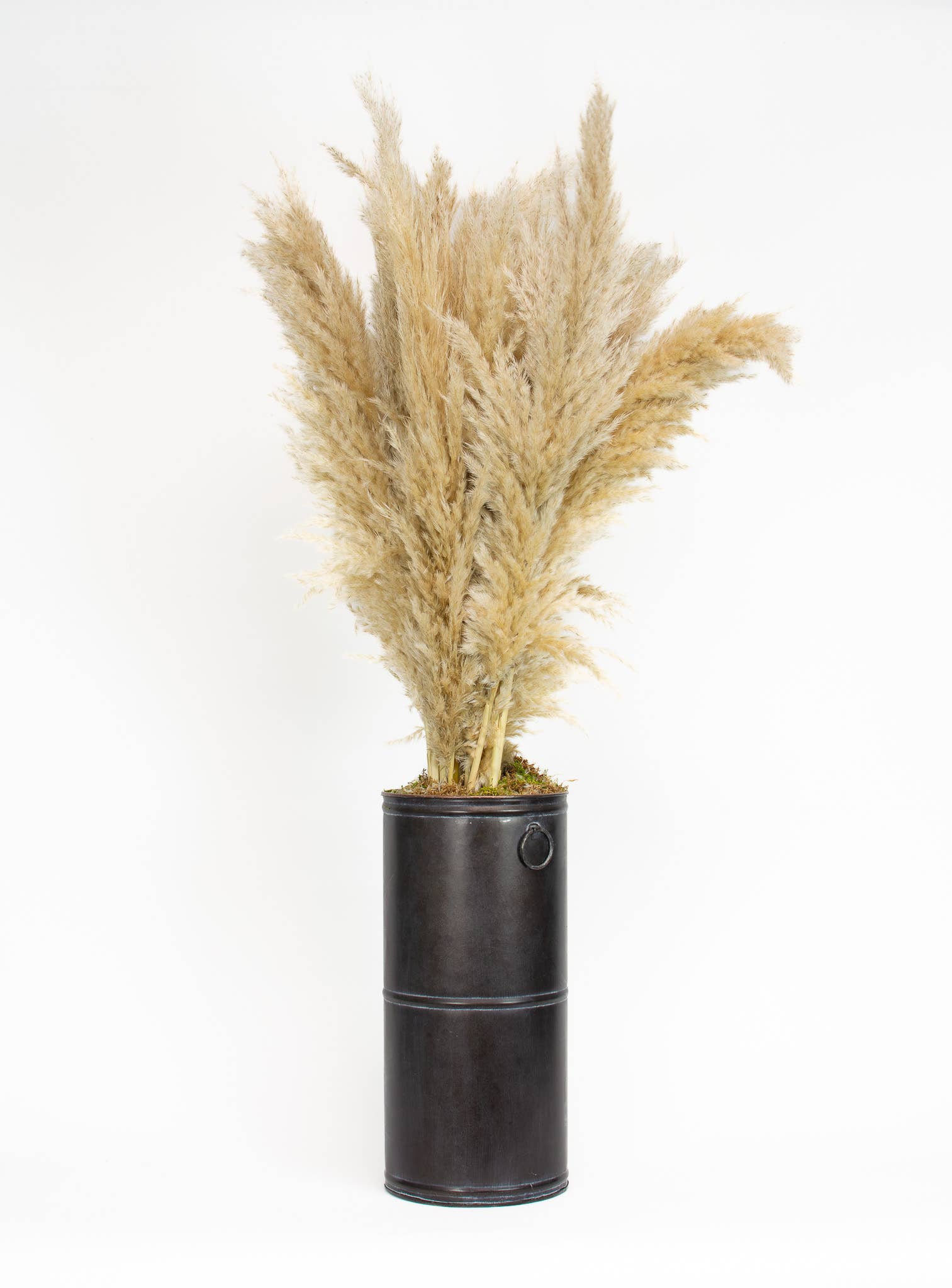 Mills Floral Company - Wholesale Dried/Pressed Flowers - Pampas Grass - Natural1