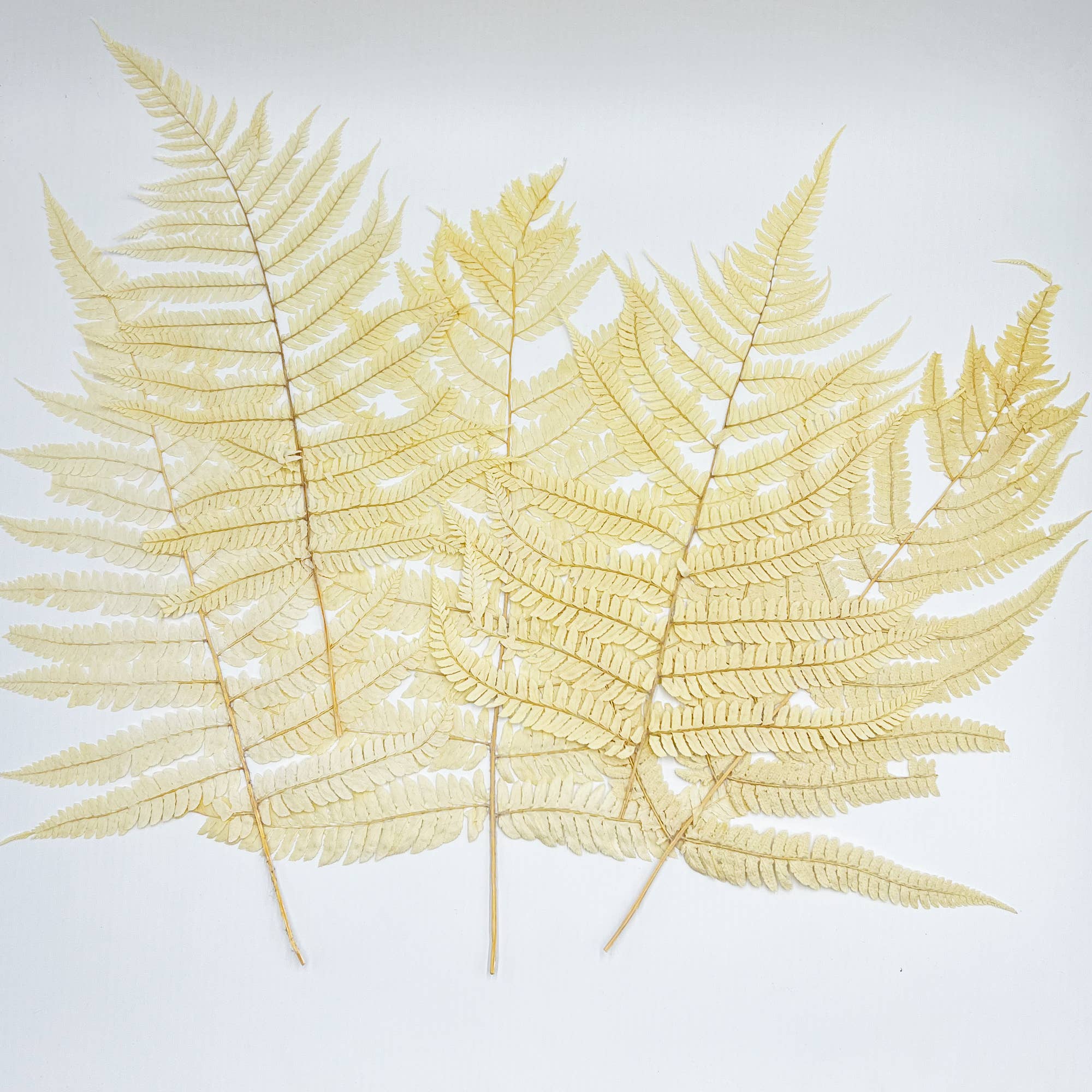 2626 Designs - Wholesale Dried/Pressed Flowers - Dried Preserved Fern 14"12