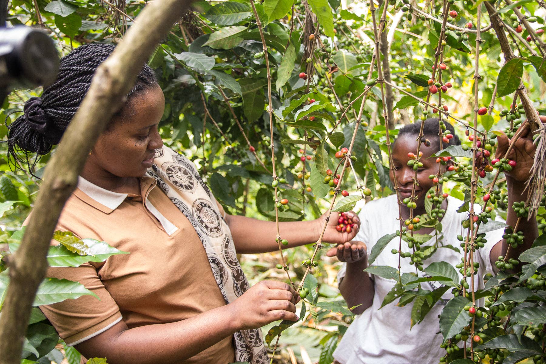 Swelter Coffee - Vendita all'ingrosso Caffè in grani - Miscela di Frida - 5 libbre5