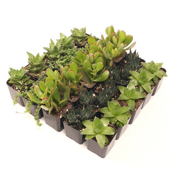 Mountain Crest Gardens - Wholesale Succulent - Easy Indoor Succulents Bulk 25-Pack (5 Varieties, 2" Pots)