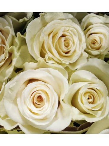 White Mondial White Rose 50 / 100 / 200 stems for wholesale by Florasource