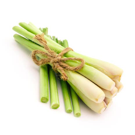 Zitronengras für den Großhandel von Let’s Craft It!