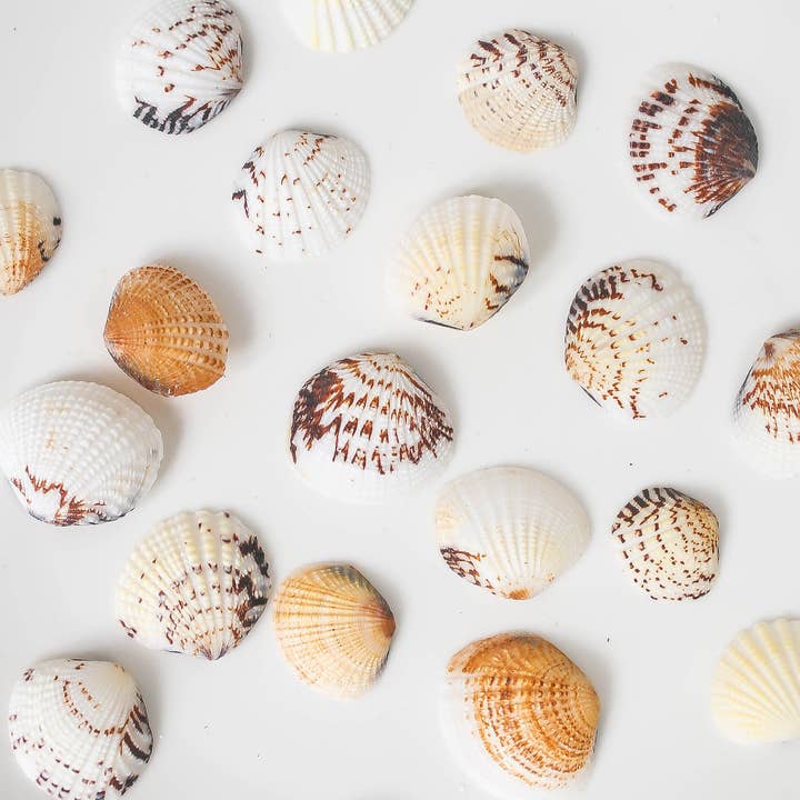 Tonkin Handicraft - Wholesale Decorative tabletop object - Natural Cockle Shell3