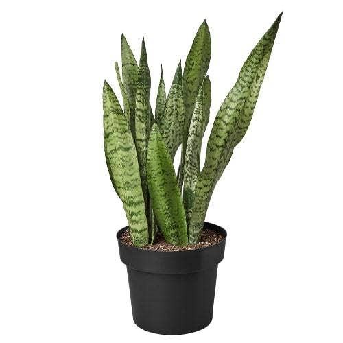 House Plant Wholesale WEST - Wholesale Live Plant - Snake Plant 'Zeylanica'5