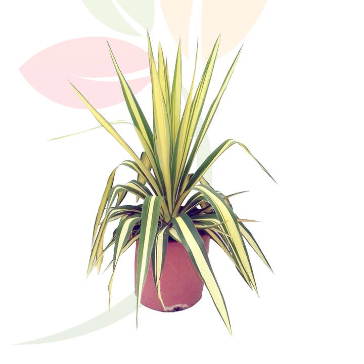 Yucca Filamentosa Color Guard para venta al por mayor de VIVERCID