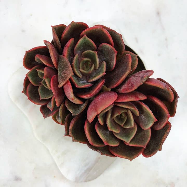 Echeveria Vampire Red Ball Succulent 2" Grower Pot for wholesale by Best Plant Friend