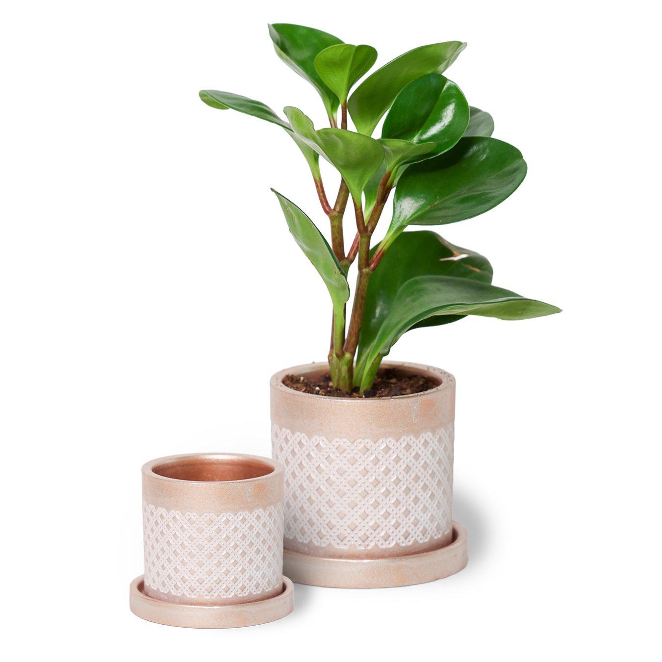 Chive - Wholesale Plant Pot - Balter Succulent Containers Cactus Pot And Saucer21