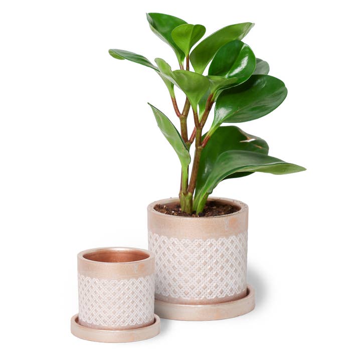 Chive - Wholesale Plant Pot - Balter Succulent Containers Cactus Pot And Saucer21