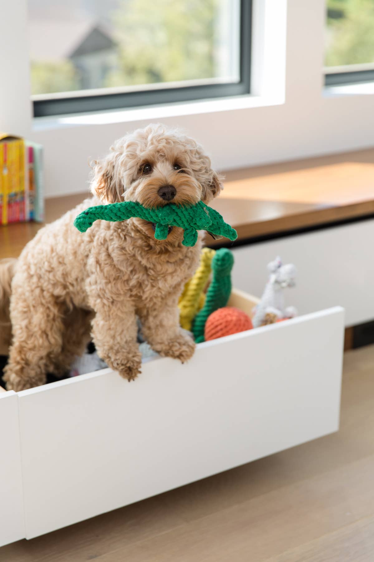 Jax & Bones - Wholesale Pet Rope Toy - Dog - Brontosaurus Rope Toy (Large - 13")2