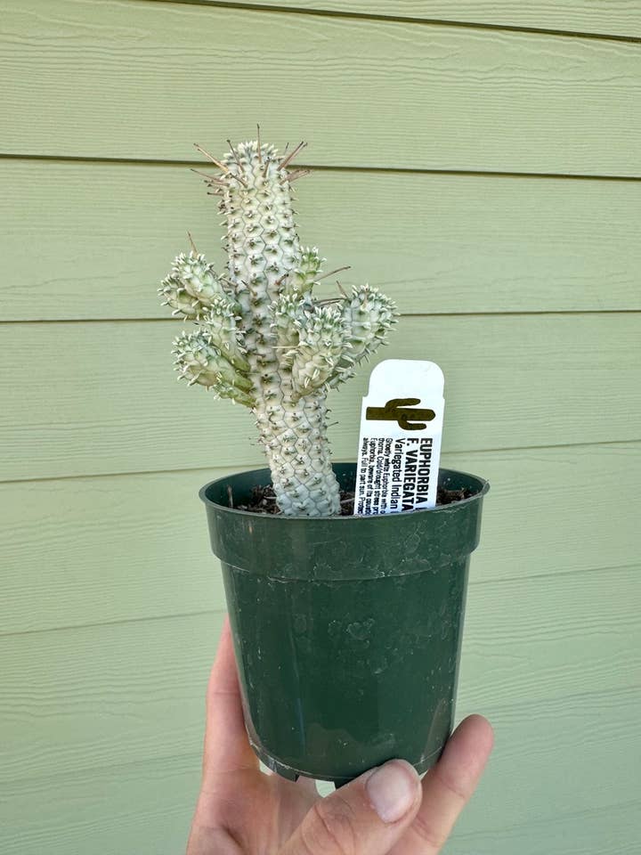 4" Cactus - Variegated Indian Corn Cob for wholesale by Northern Pacific Printing Company