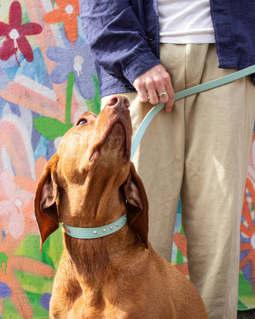 Hiro + Wolf – wholesale Pet collar – Dog – Luxury Leather Duo Tone Studded Dog Collar 'Mint + Tan'1