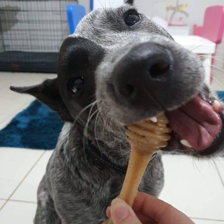 Rover Pet Products - Wholesale Pet chew toy – Dog - Nylon Honeybone6