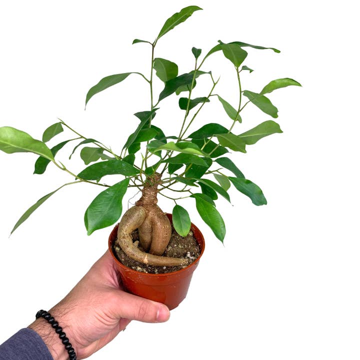 Flow State - Wholesale Live Plant - 4" Ficus Ginseng (Ficus retusa) – Wholesale Live Houseplant1
