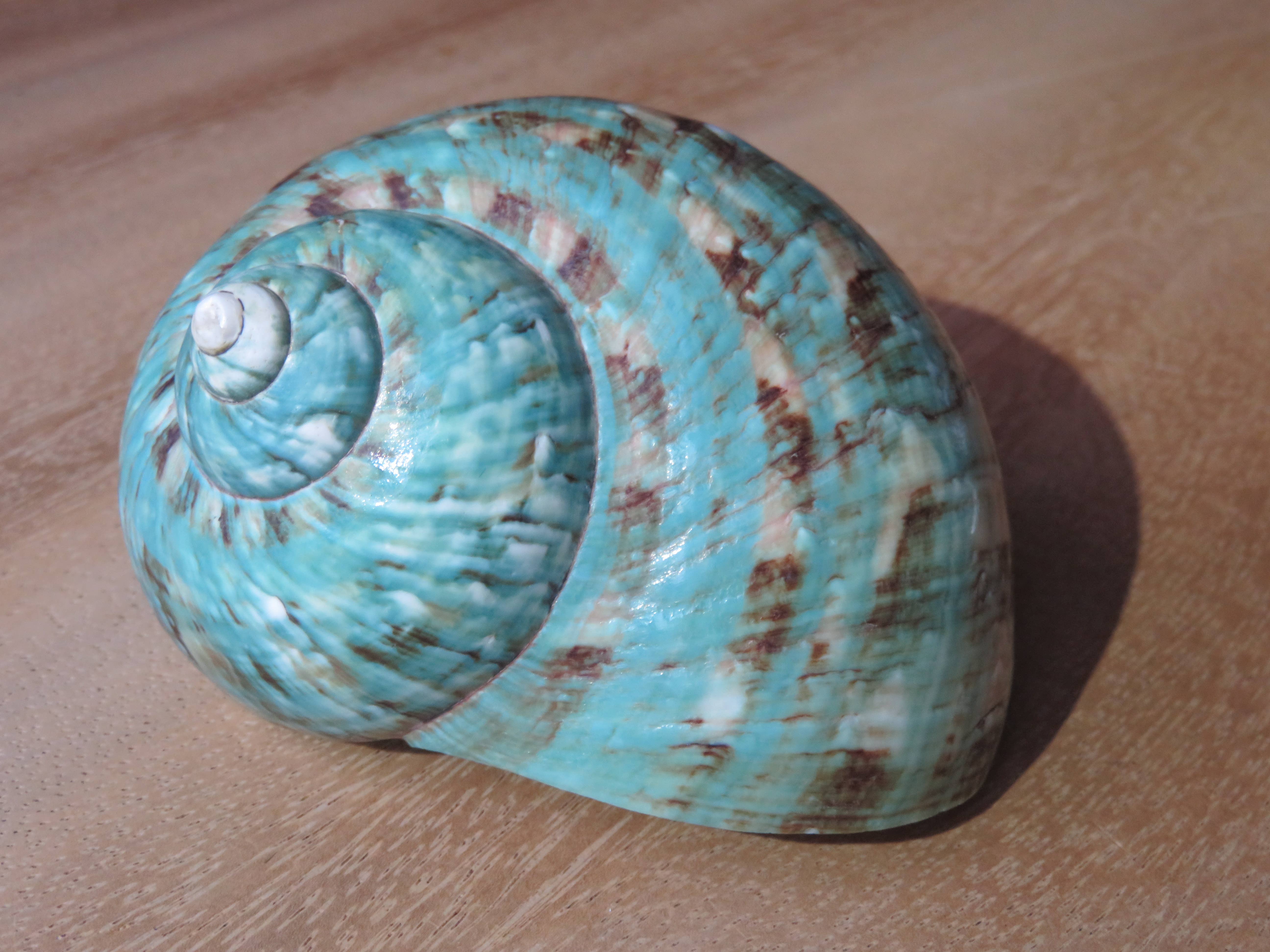 Product Import Holland - Wholesale Decorative Tabletop Object - Turbo Natural - shell - Turquoise - decoration - beach1
