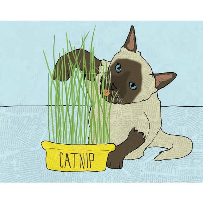 Catnip Blank Cards (4 bar) - Boxset for wholesale by THE FOUND