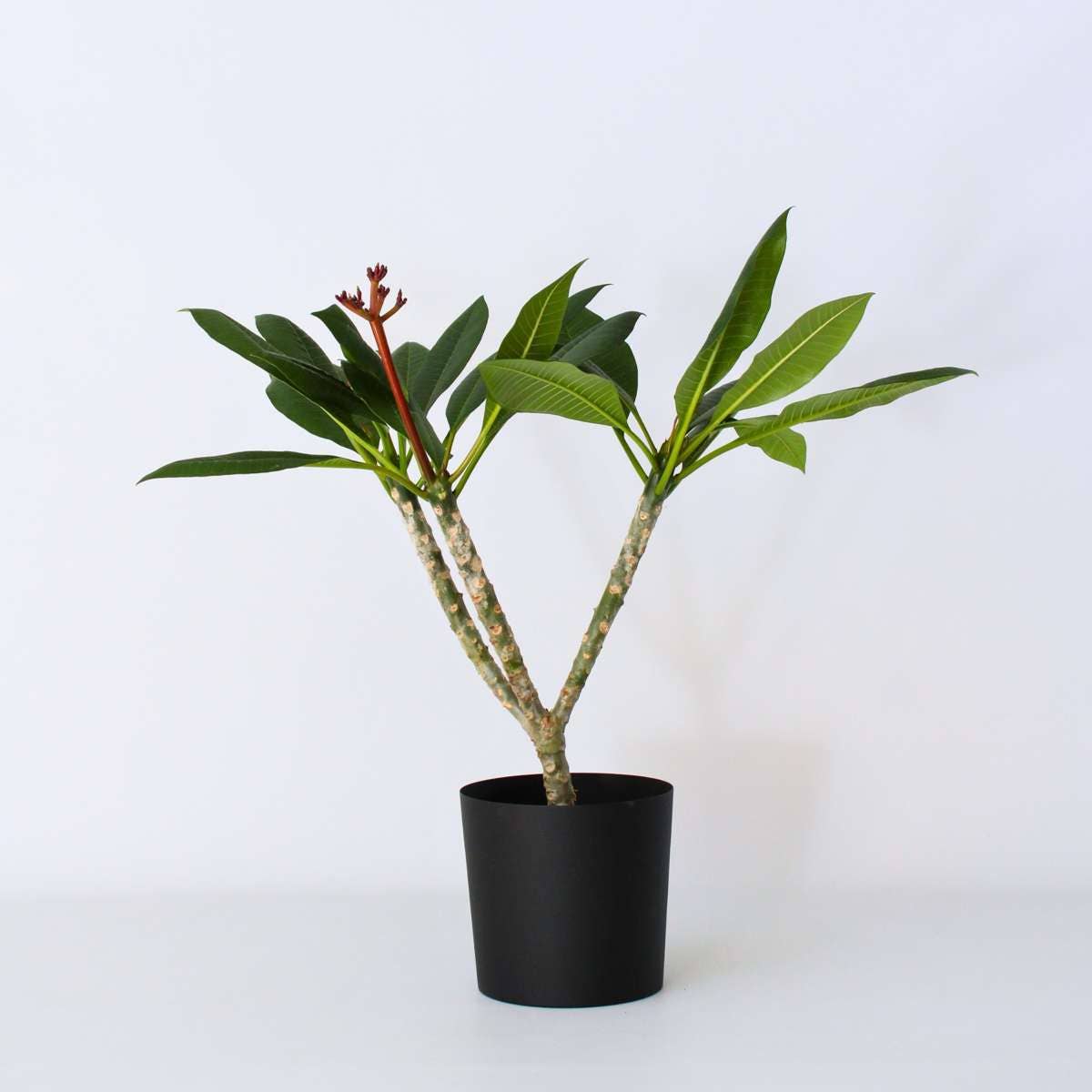 Oasis of Life - Wholesale Live Plant - Plumeria rubra – Hawaiian Palm / Frangipani – Height 55–70cm – Ø17cm – Tropical indoor & terrace plant with fragrant flowers – Exotic eye-catcher for indoors & outdoors0